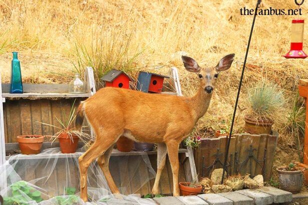 Deer Out of Garden